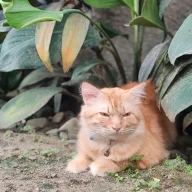 Phoebei