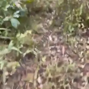 12005669_fuck.mp4
