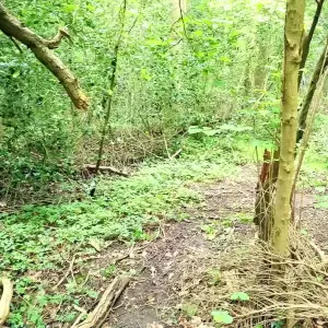 da1e4f7601228046ed3d8cfc93460d01.mp4